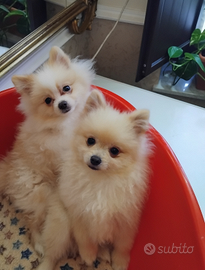 Spitz di pomerania nani tedeschi