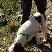 Cani da cinghiale