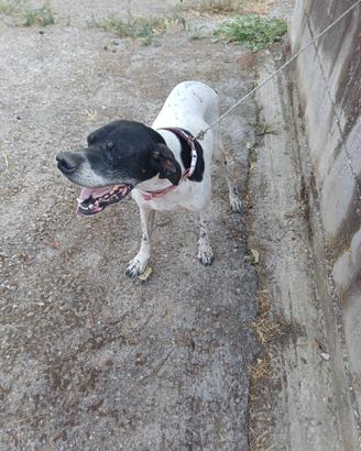 Pointer 