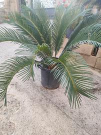 Pianta Cicas