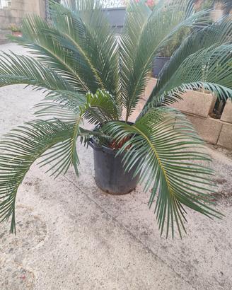 Pianta Cicas