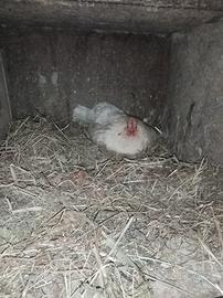Pulcini di galline chiocce