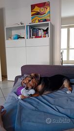 cucciolo di cane