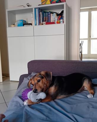 cucciolo di cane