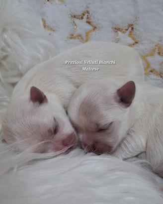Cuccioli Maltese disponibili per la prenotazione