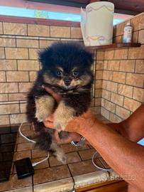 Spitz pomerania 