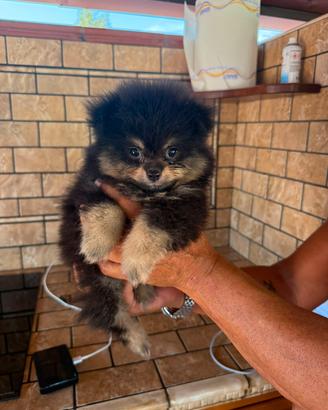 Spitz pomerania 
