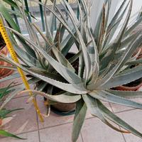 Piante in vaso aloe vera