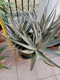 Piante in vaso aloe vera