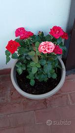 Fiori Rose