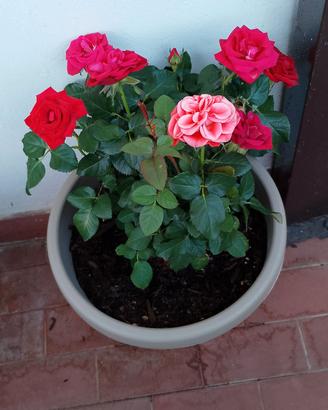 Fiori Rose