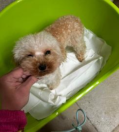 Femminuccia molto piccola 15 mesi barboncino