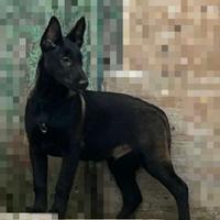 Pastore belga malinois