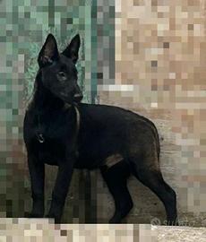 Pastore belga malinois