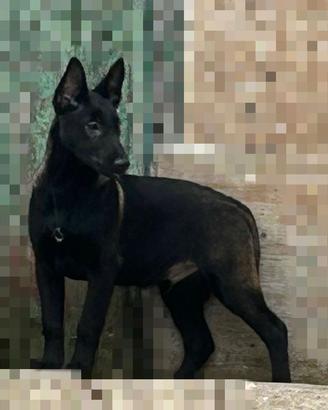 Pastore belga malinois