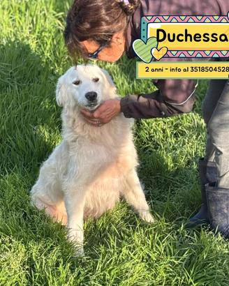 DUCHESSA 2 anni in adozione simil maremmano