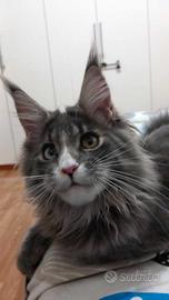 Maine Coon con pedigree