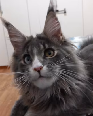Maine Coon con pedigree