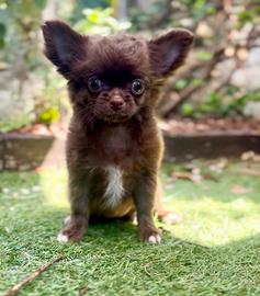 Femmina chihuahua pelo lungo con pedigree