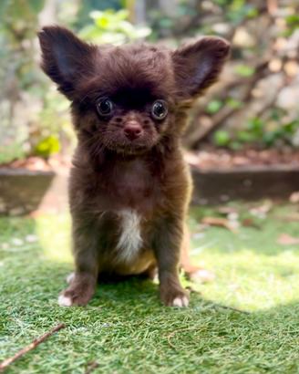 Femmina chihuahua pelo lungo con pedigree