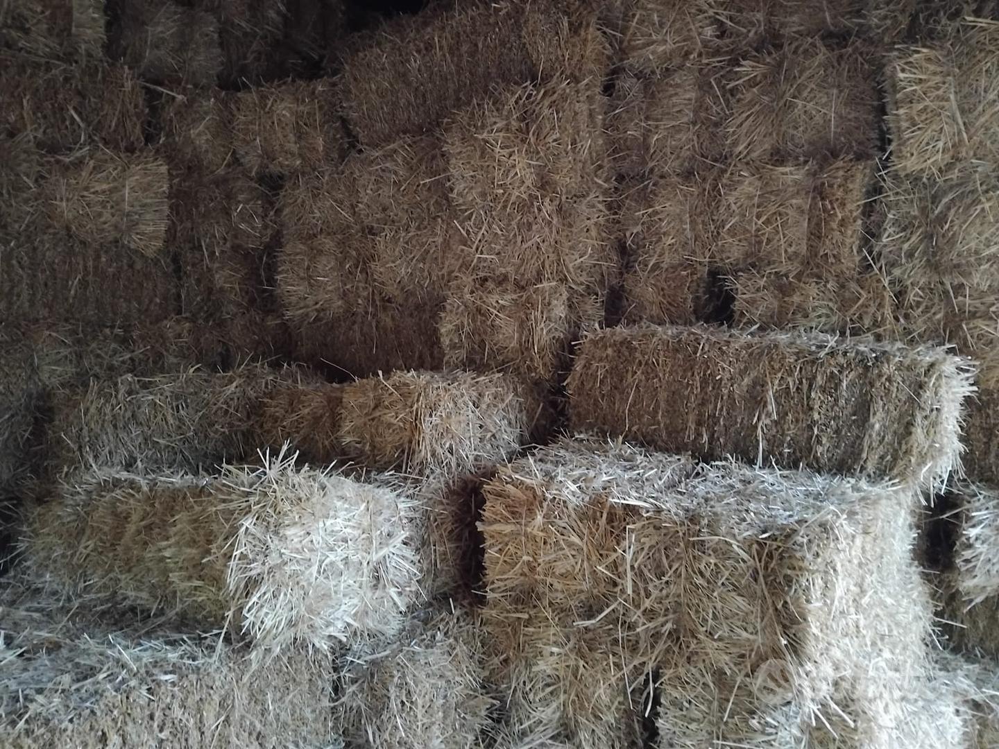 ballette di fieno di erbaio e fieno naturale - Accessori per animali In ...