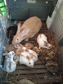 Coniglie Rustiche disponibili