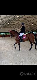 Cavallo