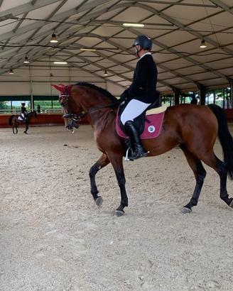 Cavallo