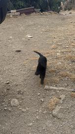 Cuccioli di pastore tedesco