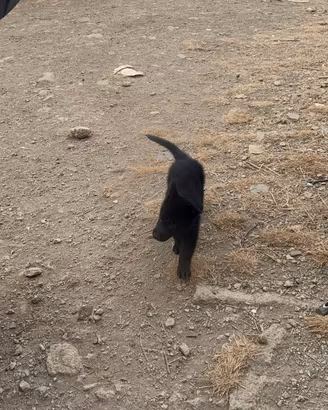 Cuccioli di pastore tedesco