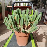 cactus euphorbia resinifera