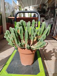 cactus euphorbia resinifera