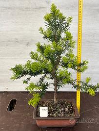 Bonsai Tasso e Ginepro