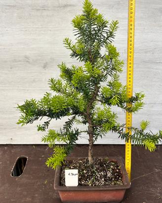 Bonsai Tasso e Ginepro
