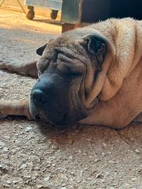 Bart, magnifico sharpei anziano in adozione
