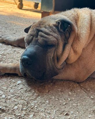 Bart, magnifico sharpei anziano in adozione