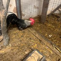 Galline francesine