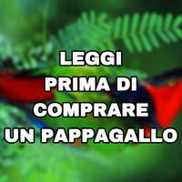 Pappagallo