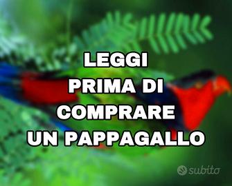 Pappagallo