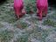 Immagine 3