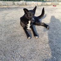Cane simil pastore 1 anno