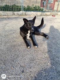 Cane simil pastore 1 anno