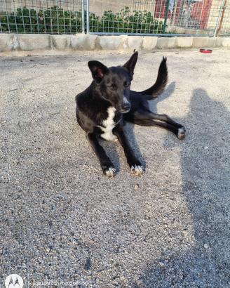 Cane simil pastore 1 anno