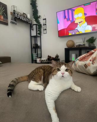 Gatto Scottish Straight per monta
