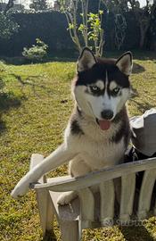Siberian Husky puro disponibile per monta