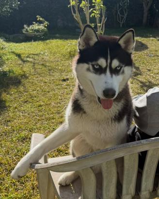 Siberian Husky puro disponibile per monta