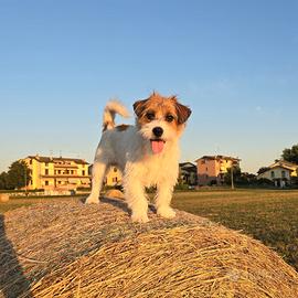 Jack Russel Terrier a pelo lungo ruvido per monta
