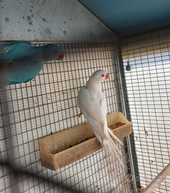 Parrocchetti dal collare