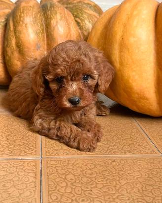 Cucciolo di barboncino toy