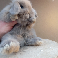 Coniglietti nani ariete coccolosi